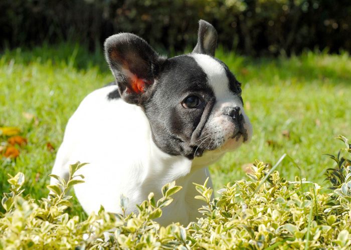 最受欢迎的狗品种-法国斗牛犬