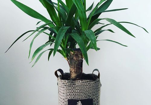 small yucca plant growing in woven pot sitting on flat rock on wooden desk