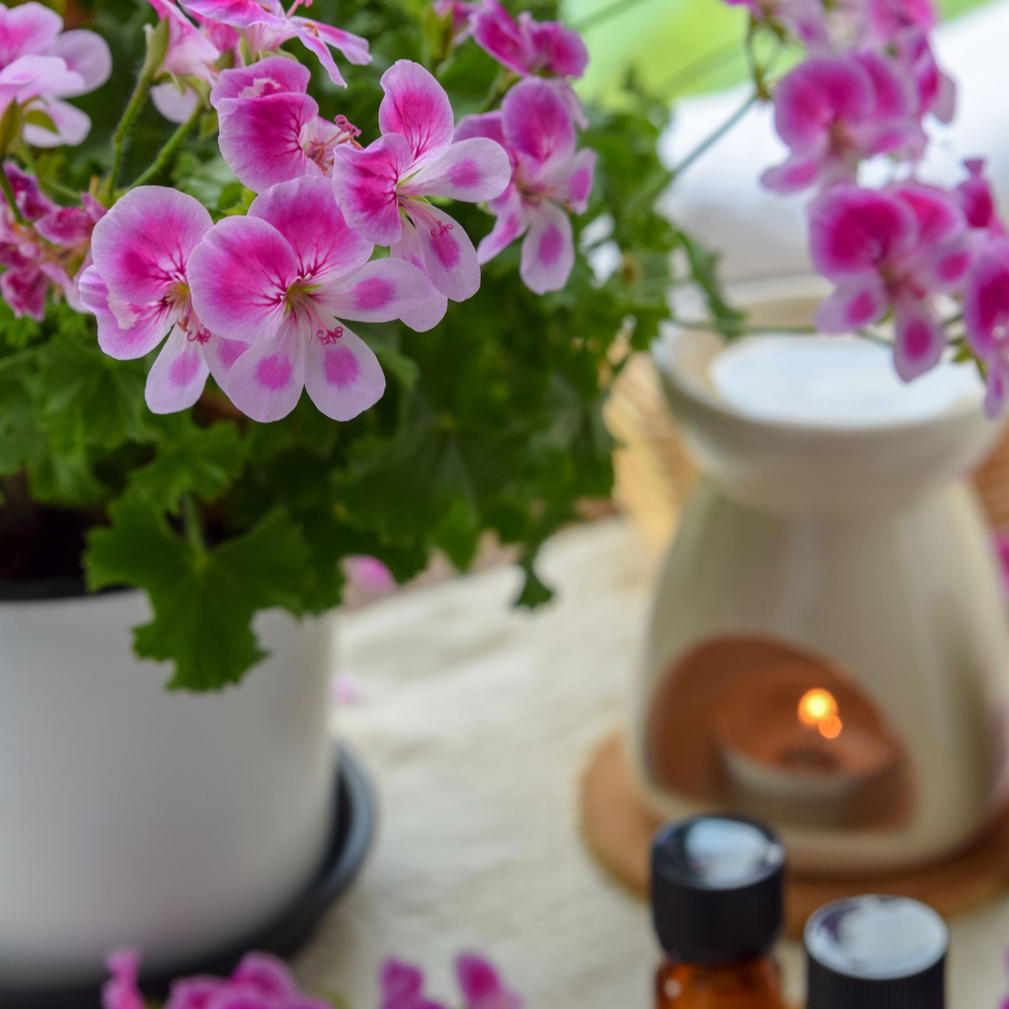 与玫瑰色geranium的精油在温泉沙龙花