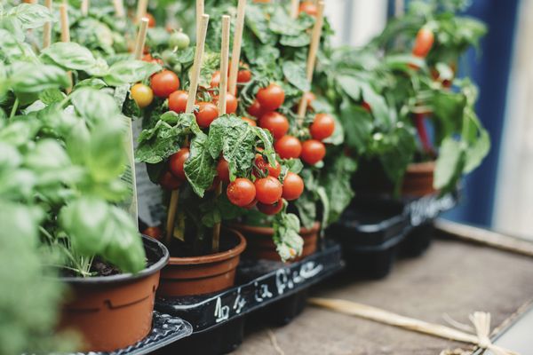 西红柿在容器中。