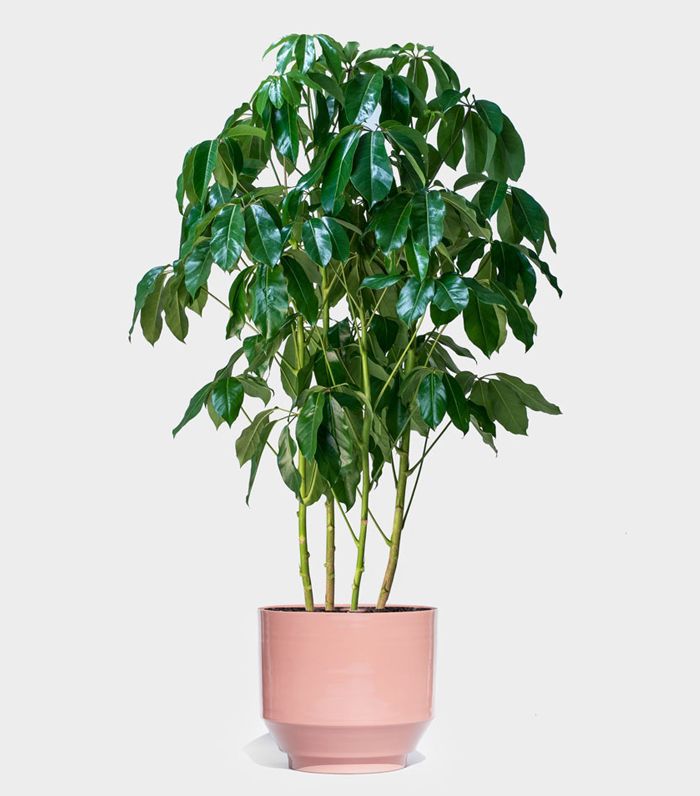 鹅掌Amate“class=