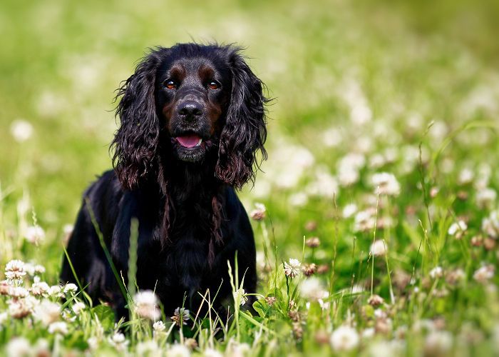 中型犬Breeds-Spaniels