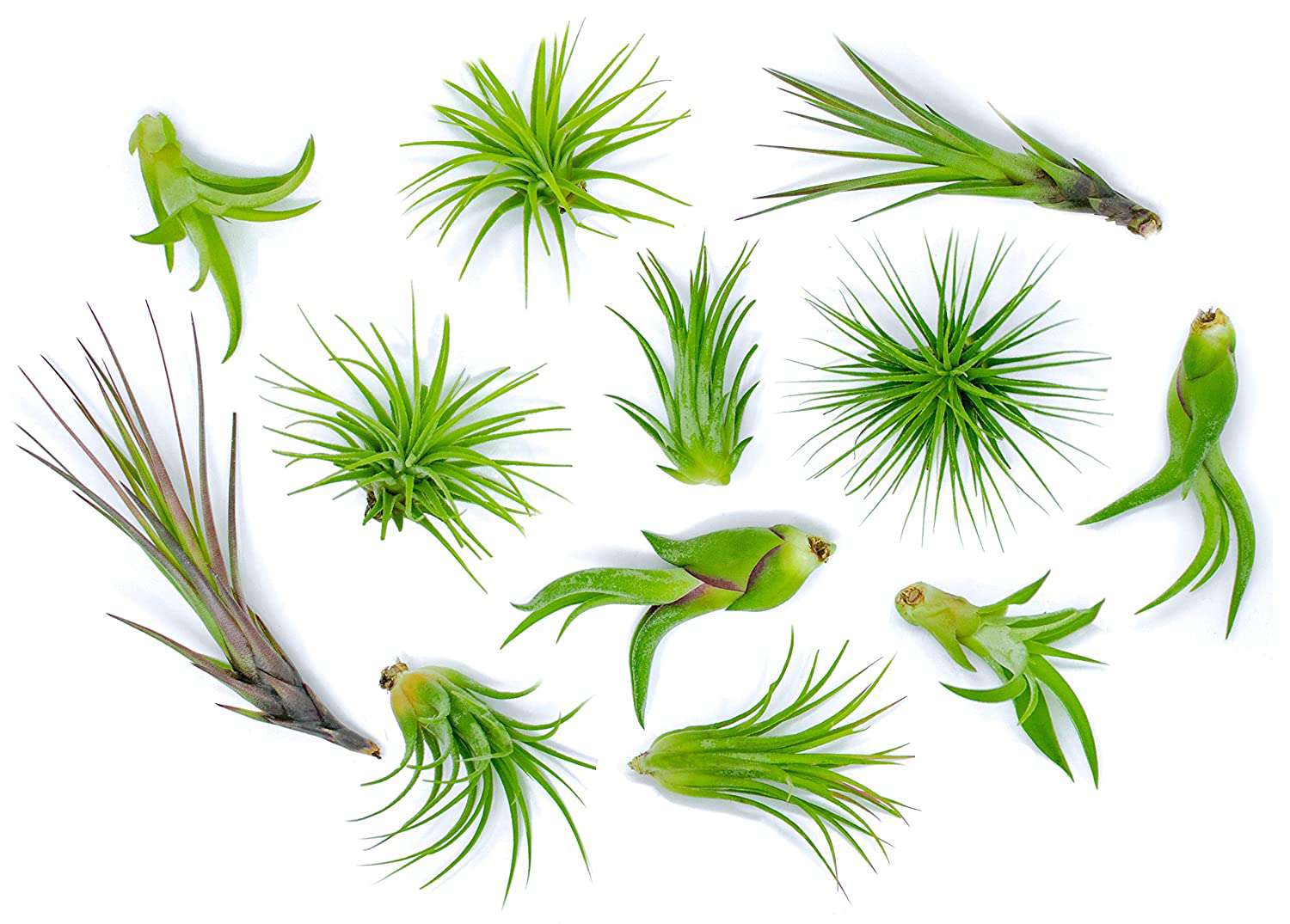 Airplants