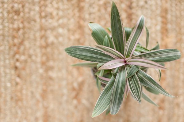 流浪的犹太人厂