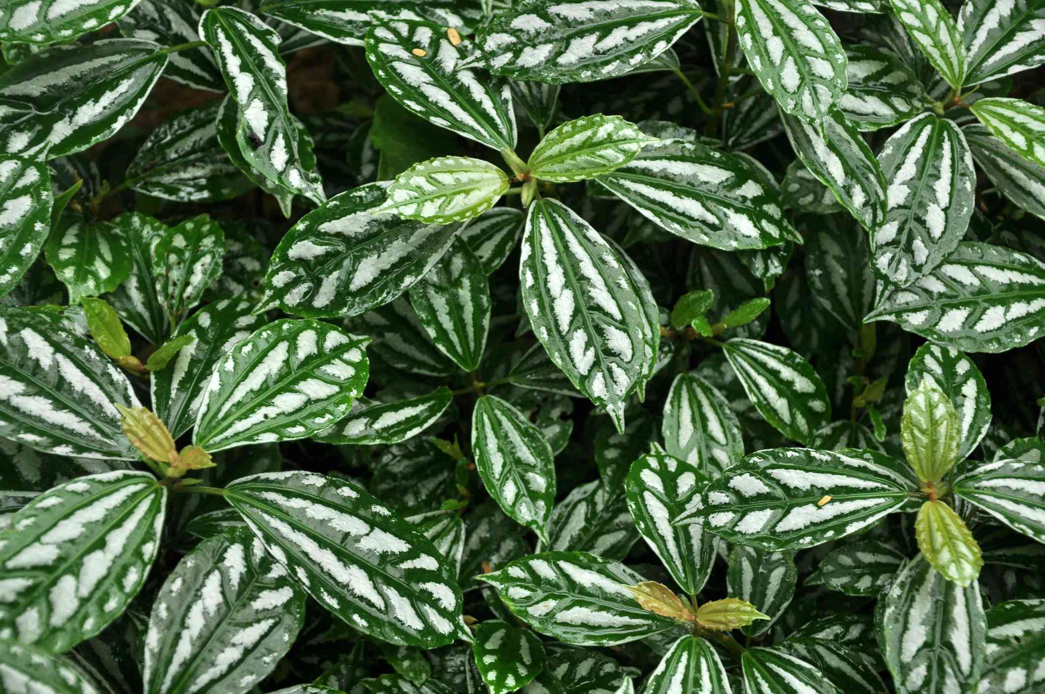 特写绿色和银色铝植物叶子