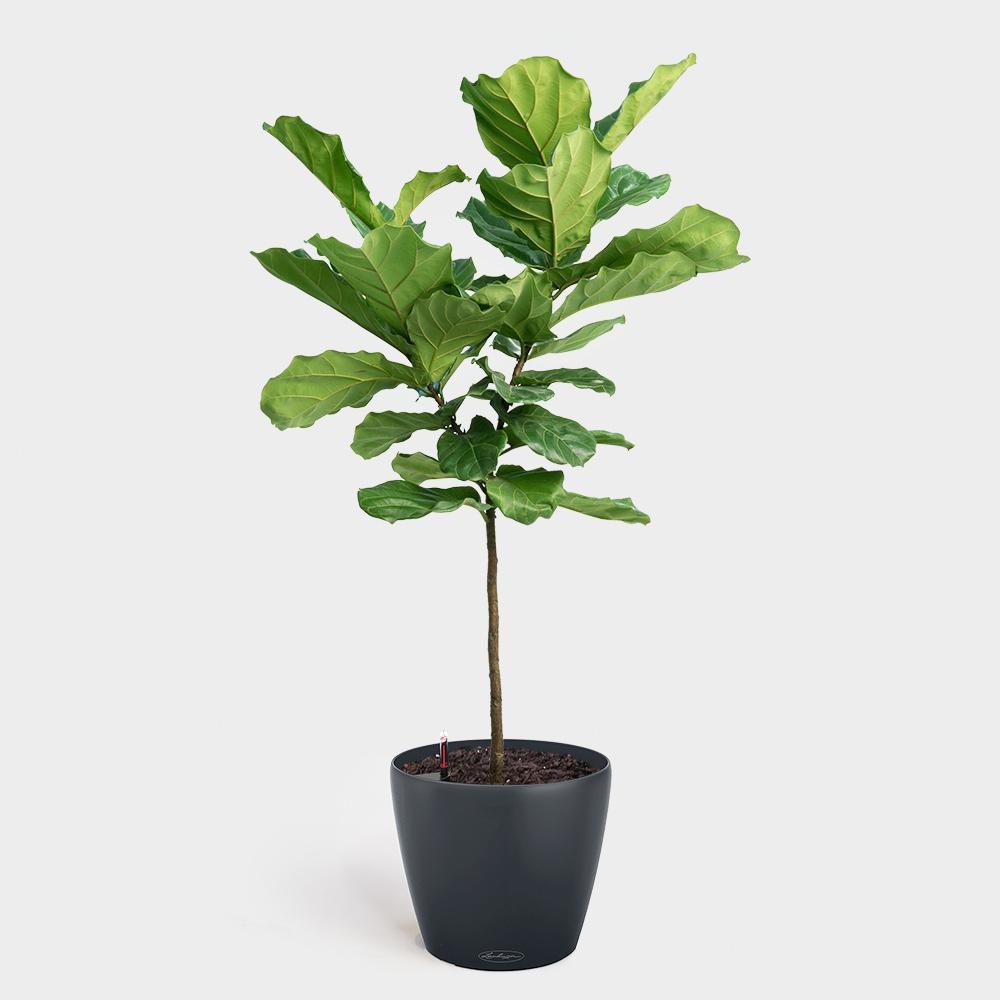 在黑色哑光锅中小提琴叶无花果