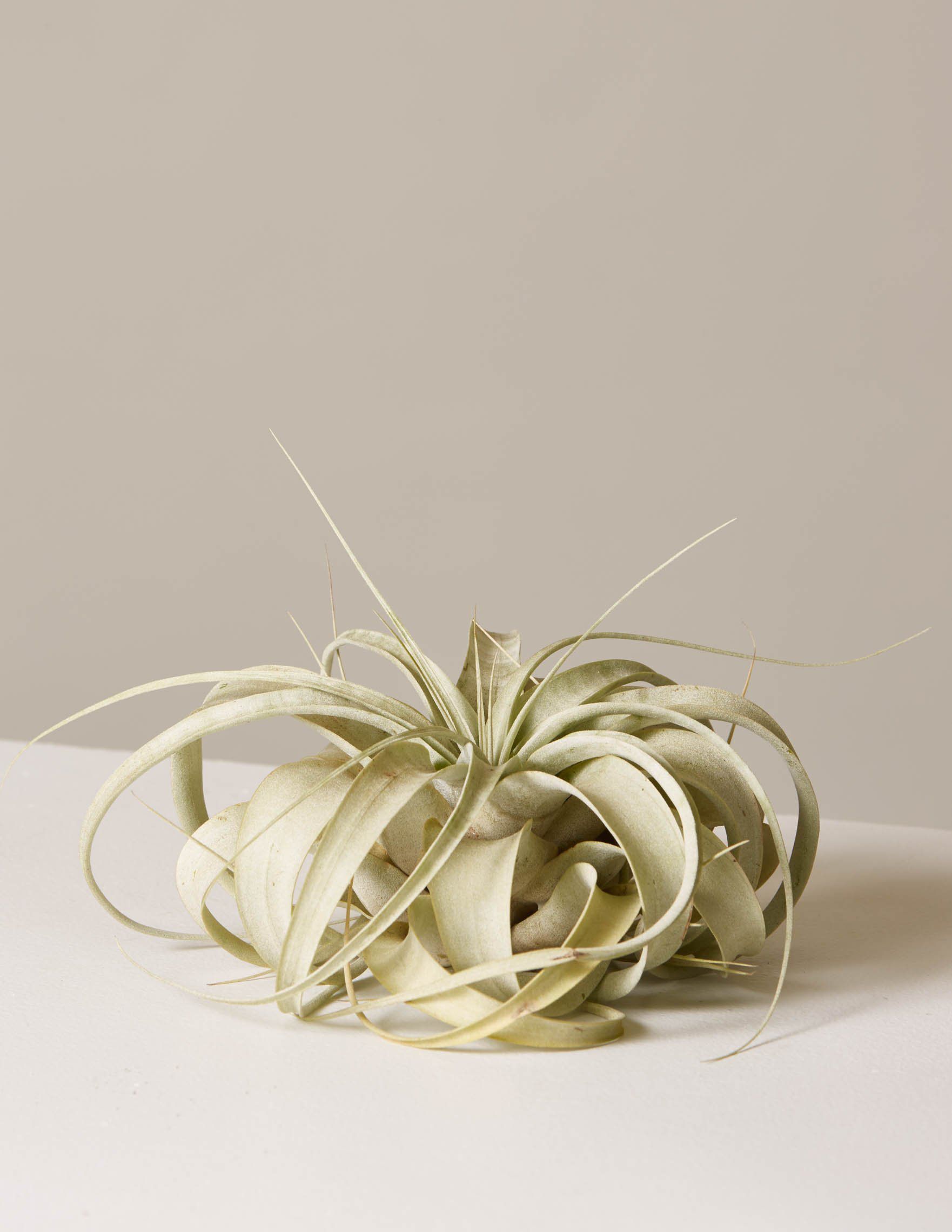 一种空气植物拍下上的灰褐色背景。