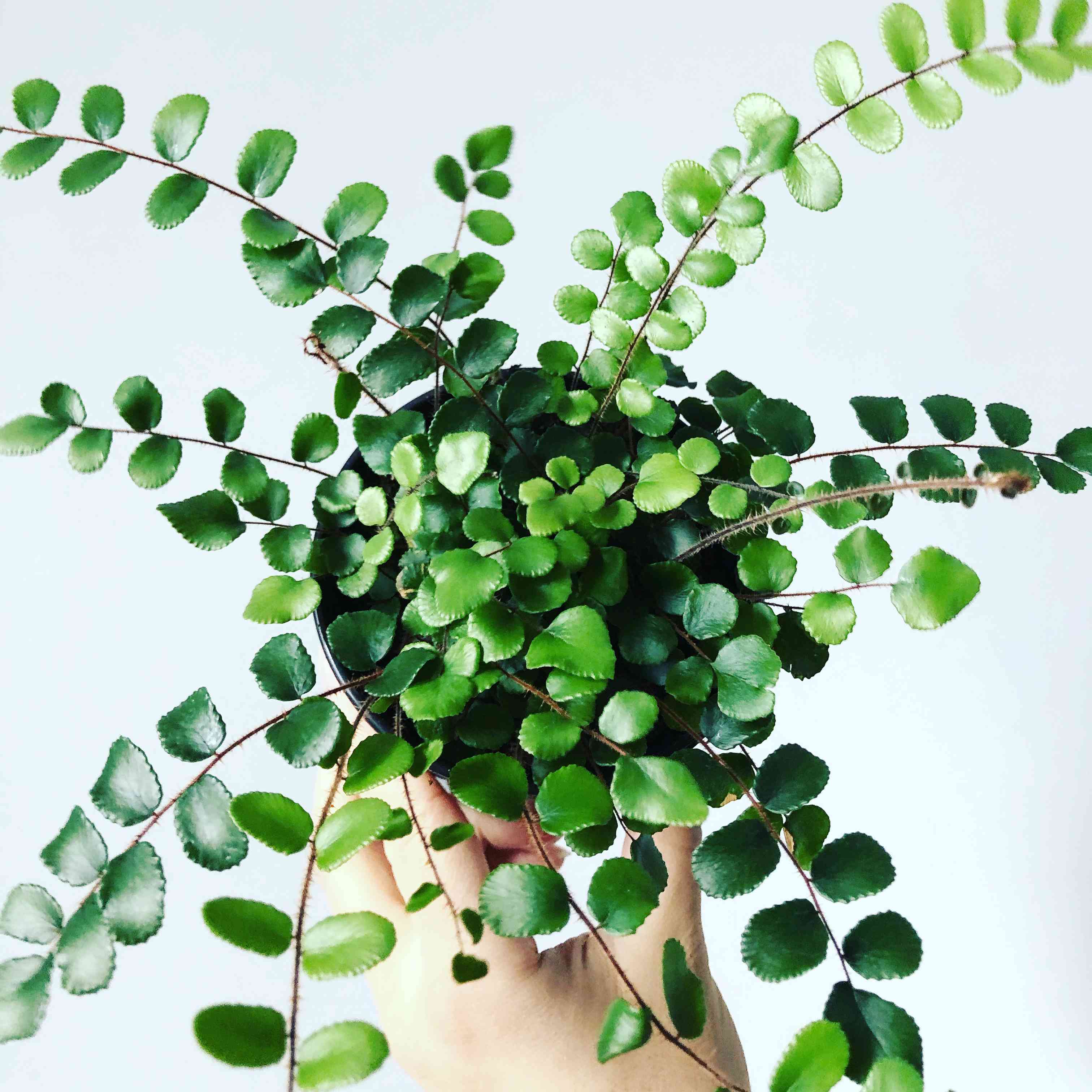 纽扣蕨的特写与小的绿色叶子被浅色皮肤的手举起在白色的背景