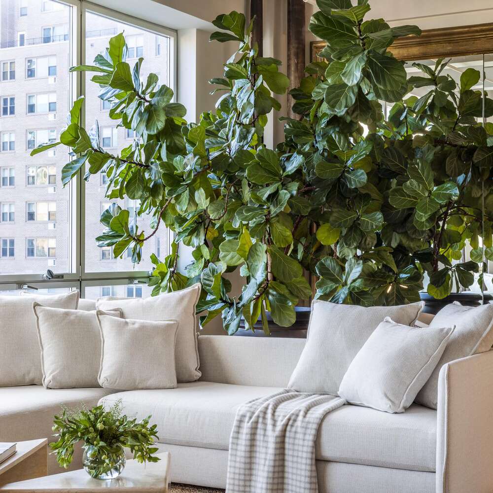 客厅里有一张白色的大沙发和一棵大无花果树