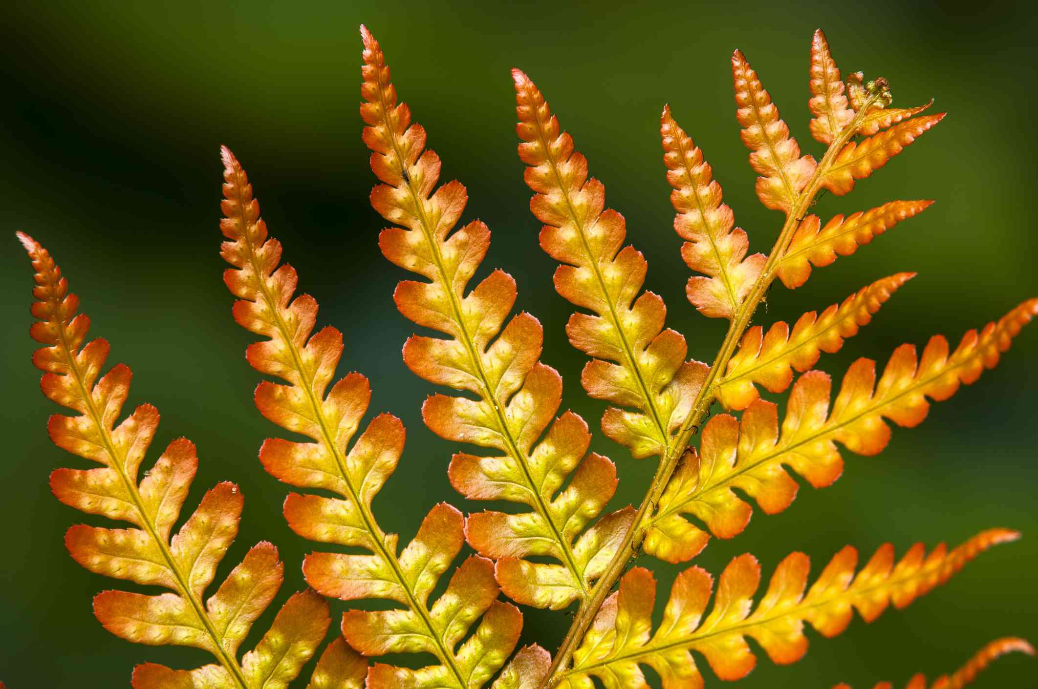 盖蒂图片社/ ANDREAS JAKEL