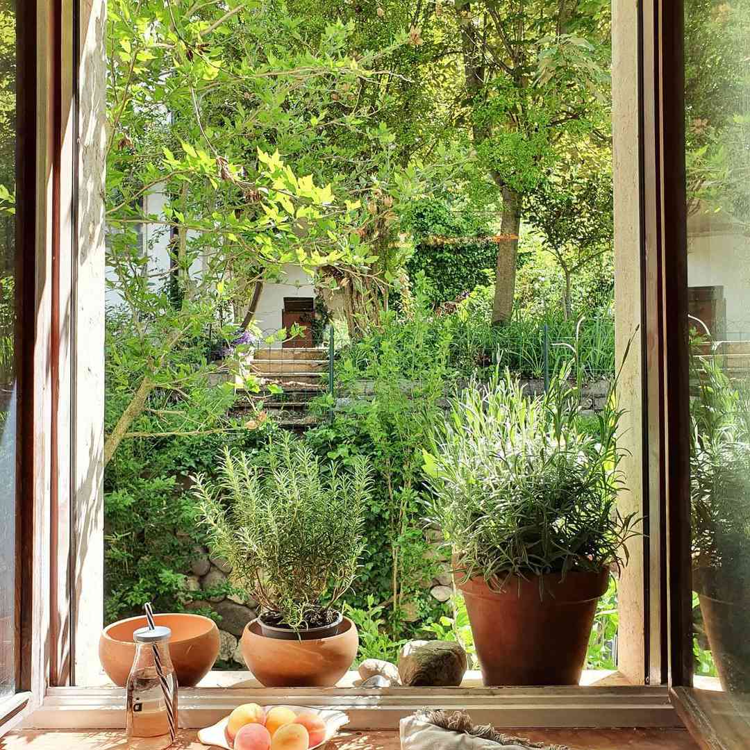 窗台上的药草园。