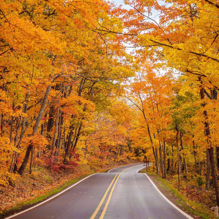 秋天树叶的客场之旅