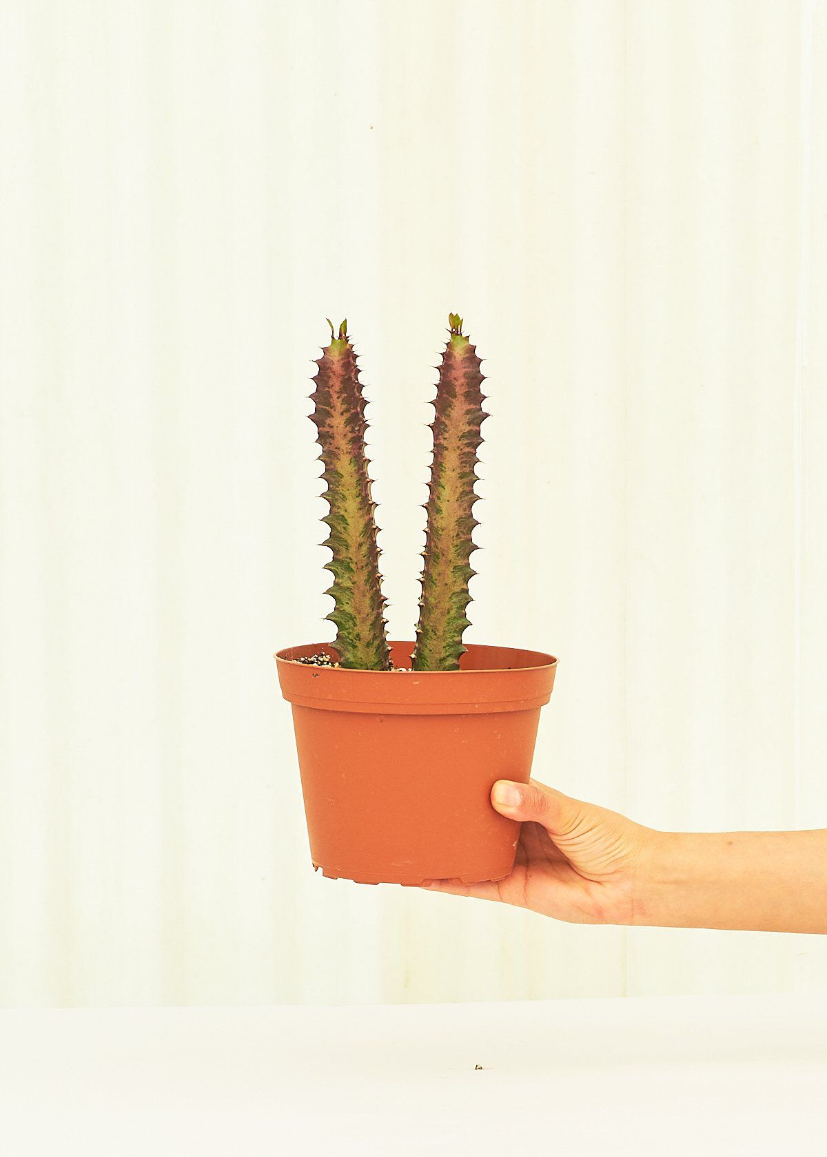 非洲牛奶树在手中