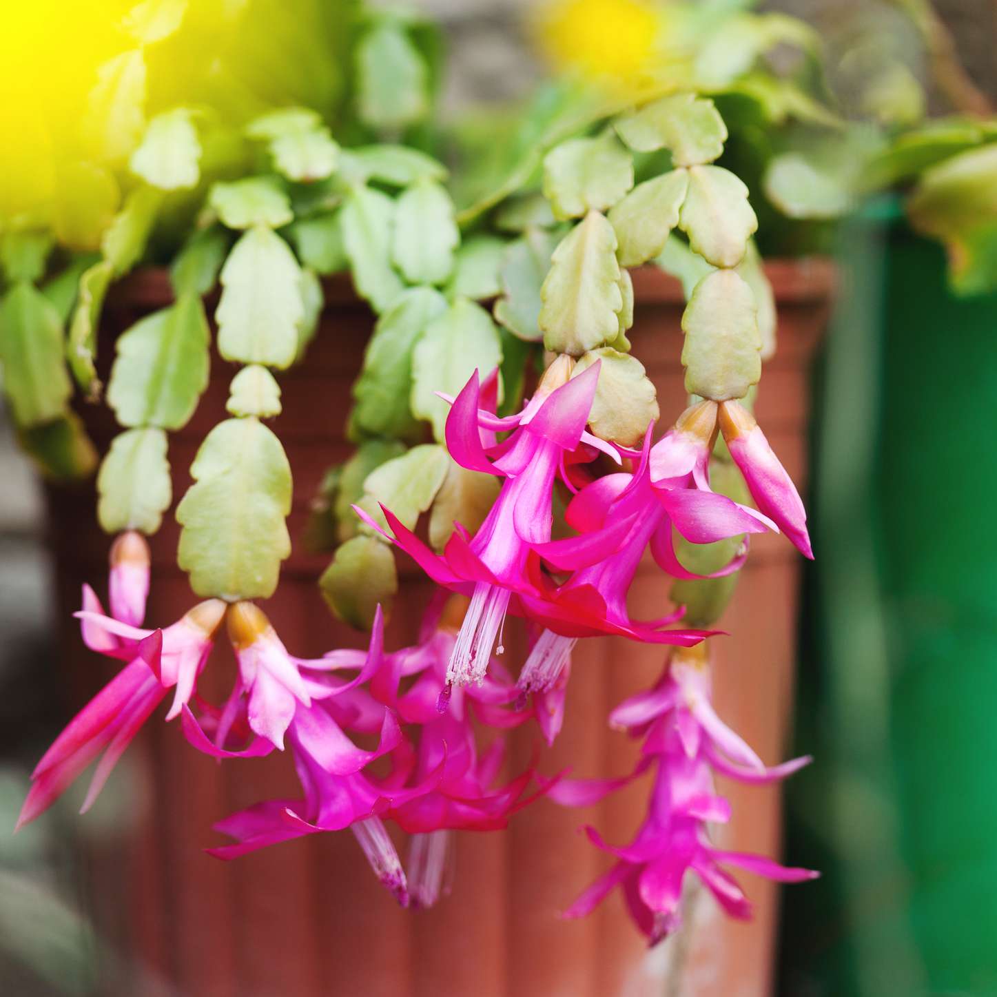 盆里的圣诞仙人掌，粉红色的花朵盛开