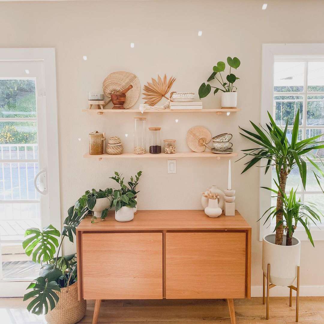 玉米植物在中期现代植物