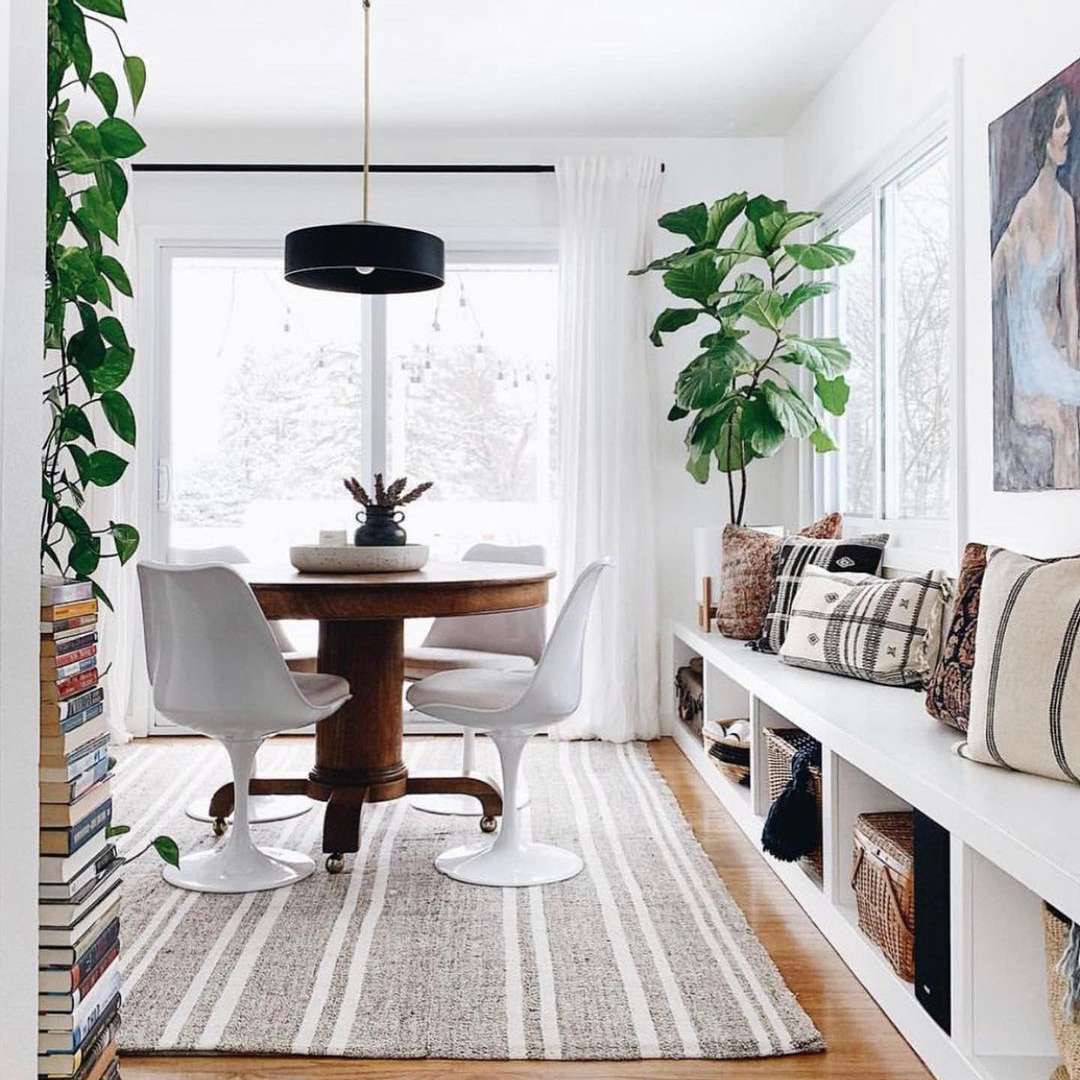 小提琴叶子在角落里