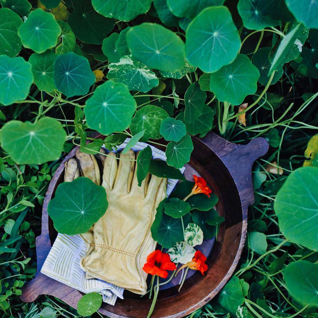 Nasturtiums.
