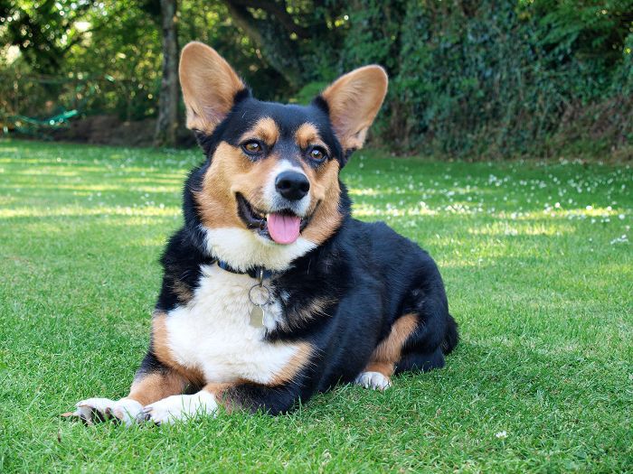 卡迪根威尔士柯基-10最美丽的犬种