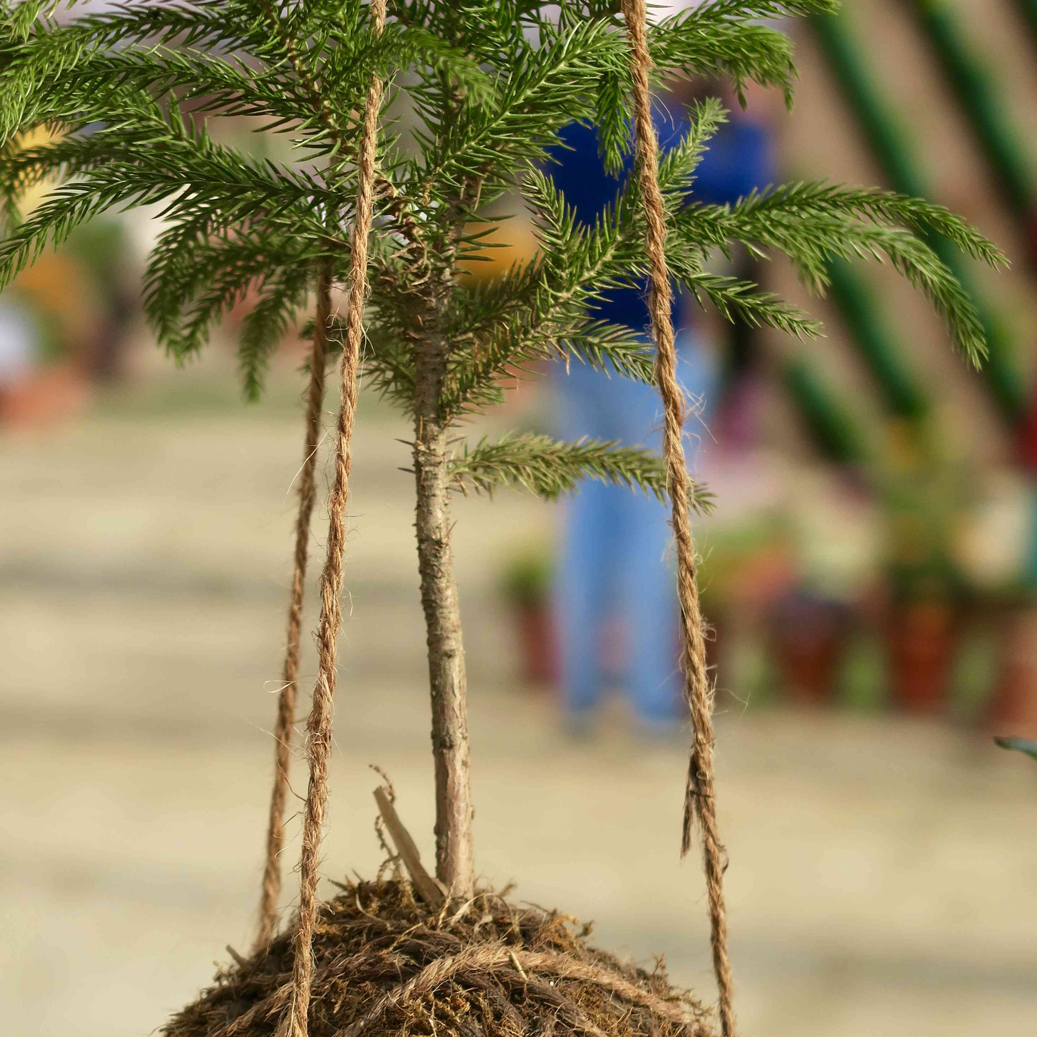 诺福克杉树在Kokedama垂悬的串庭院里。