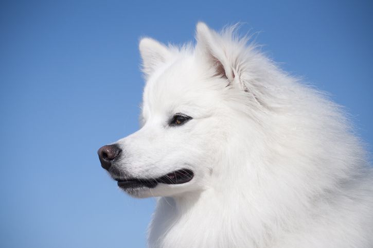 Americam爱斯基摩犬