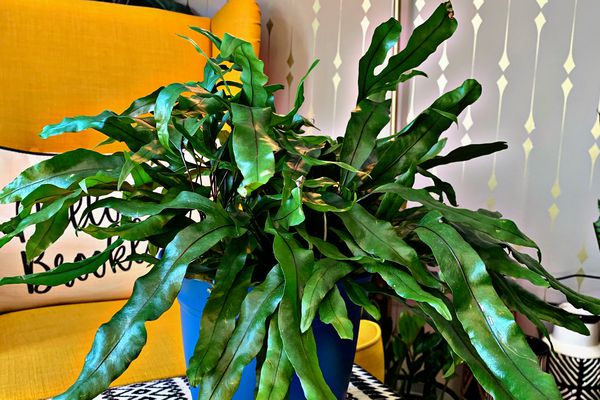 深绿色的袋鼠蕨放在蓝色的盆里，黑白的台布放在黄色的沙发前面