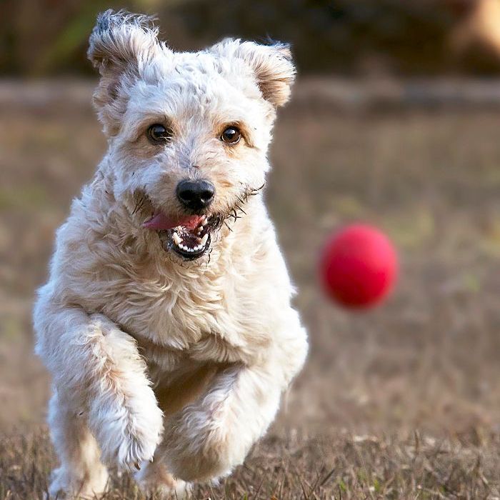 中型犬品种，Weaten梗