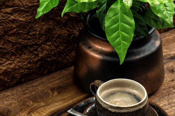 在装有新鲜咖啡的壶中生长的咖啡植物
