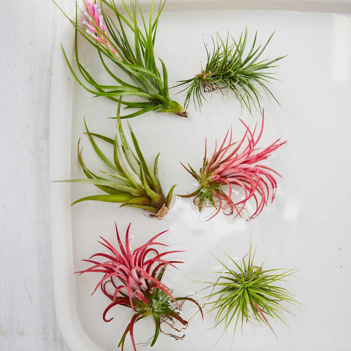 说谎在白色木桌上的白色陶器的六个绿色和桃红色空气植物