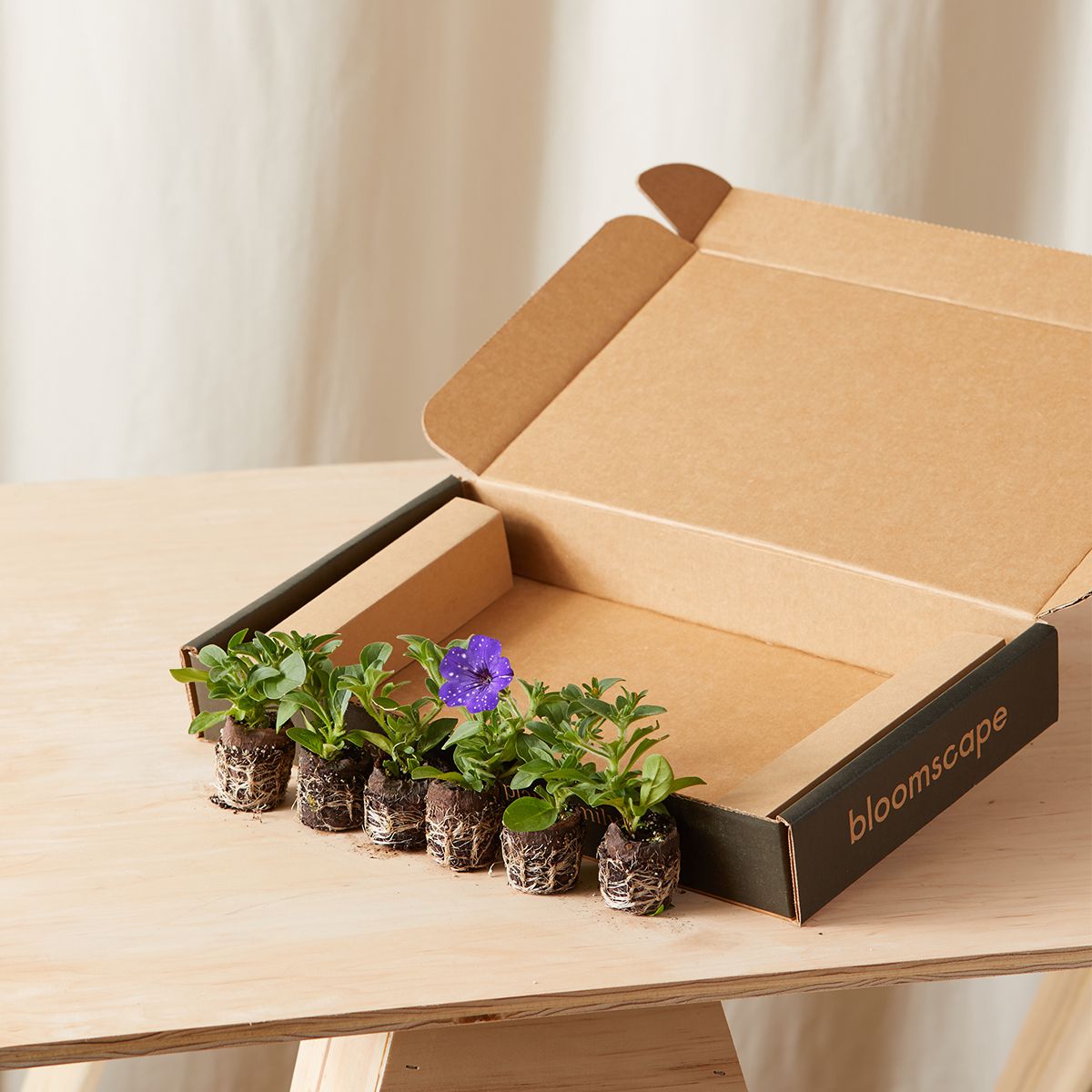 紫色芭蕾舞欲绝口音套件