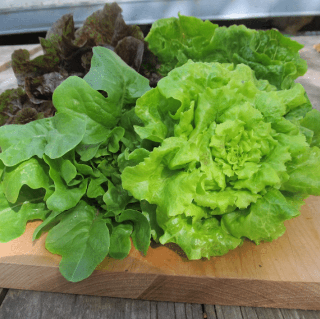 小宝石莴苣混合。