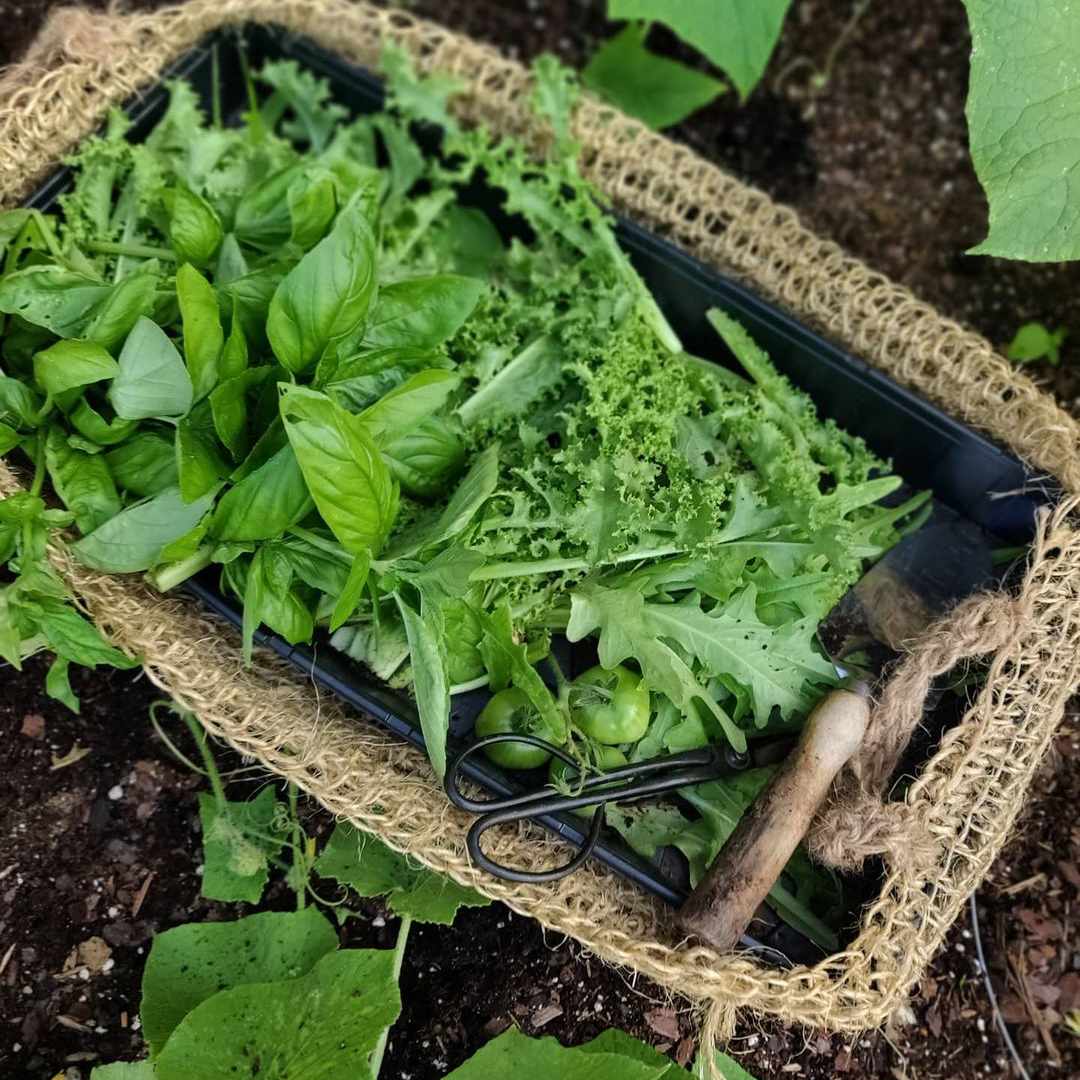 一篮子新鲜的香草。