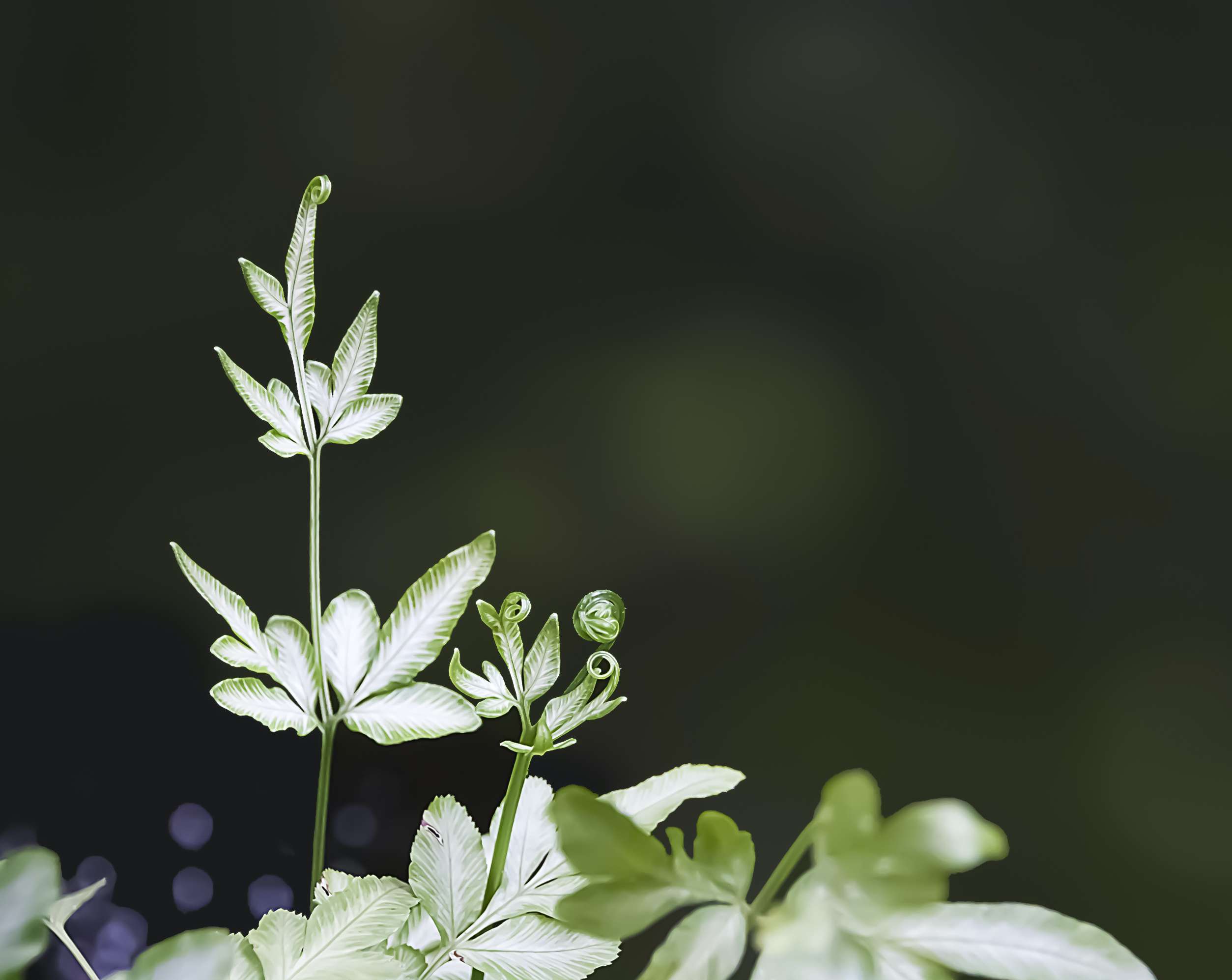 盖蒂图片社/ EKAPOL