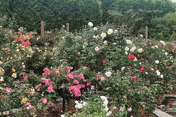 大玫瑰丛装满不同的品种。