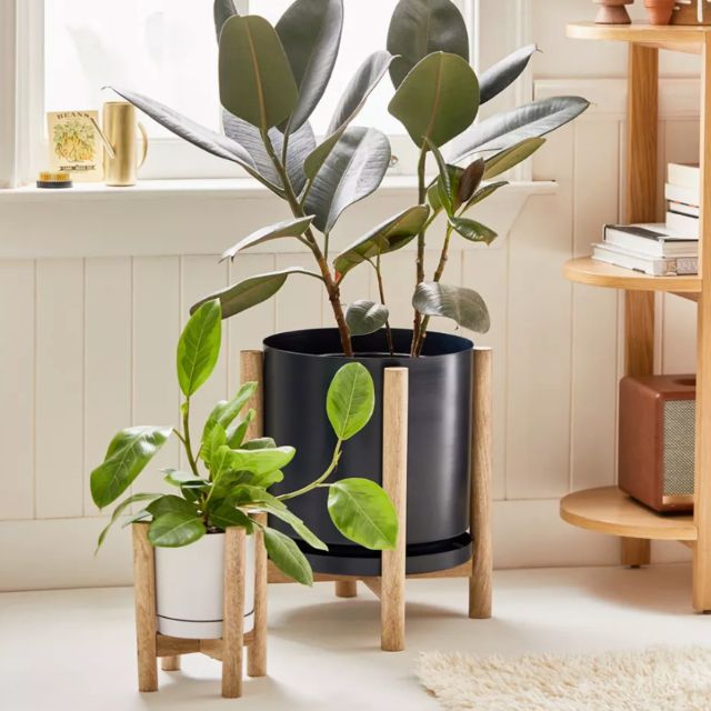 Carley有足的种植园主