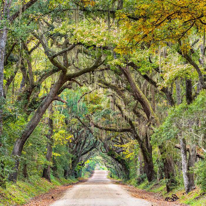 南卡罗来纳查尔斯顿