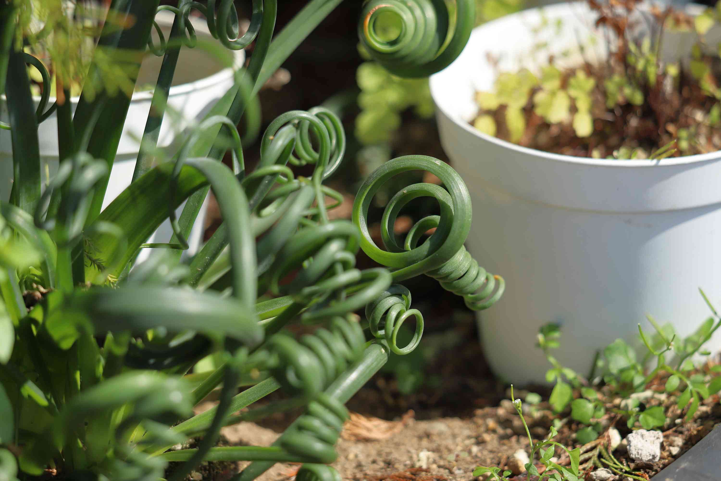 Frizzle Sizzle Plant.