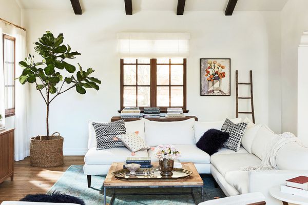 在明亮的客厅小提琴叶图