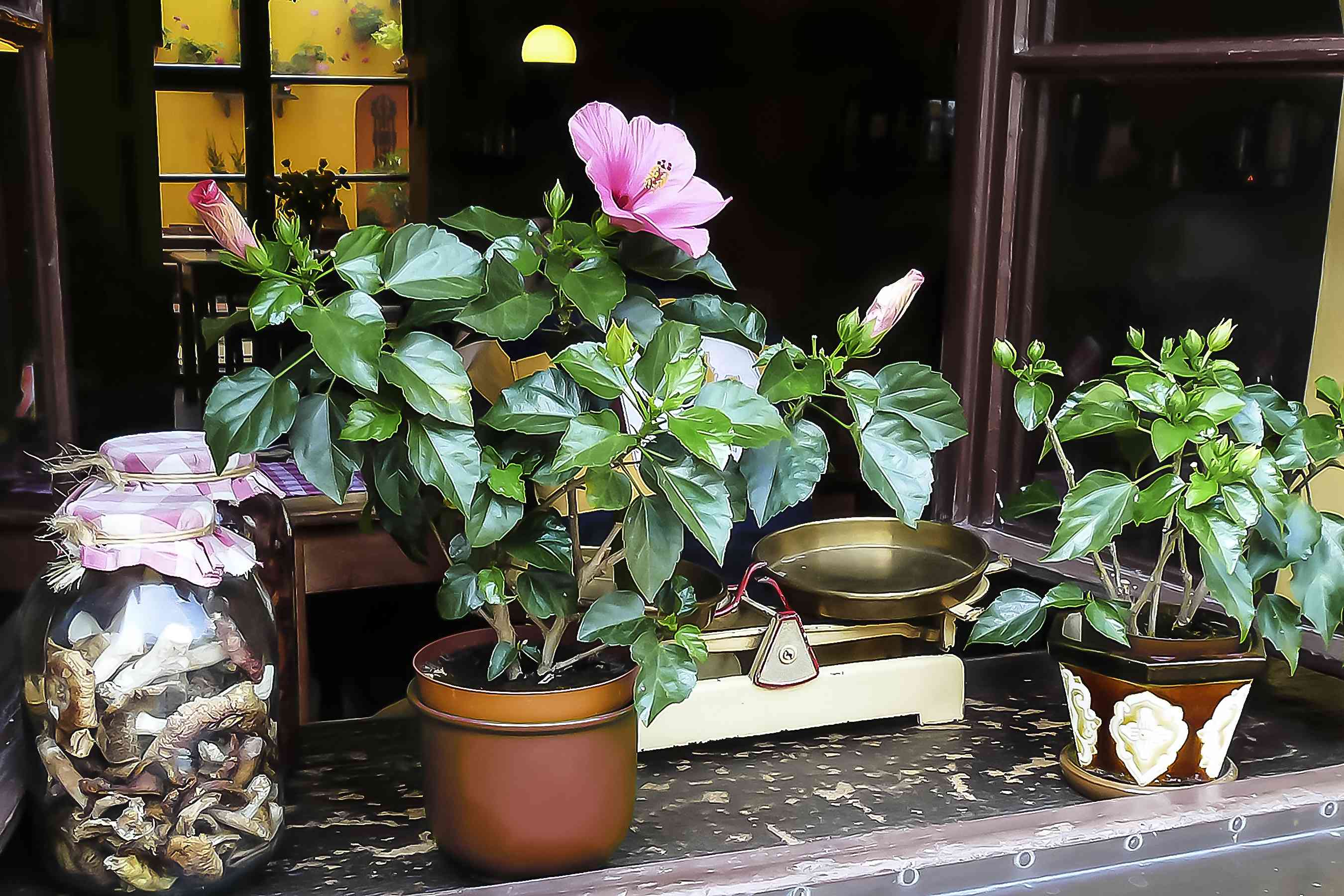 在窗台的木槿树。