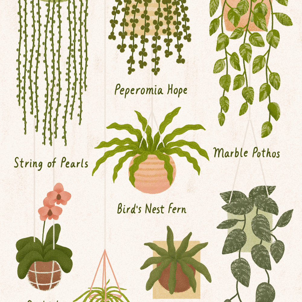 8大室内悬挂植物插图