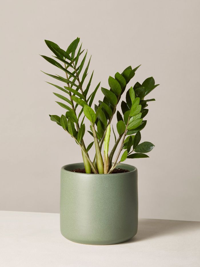 窗台ZZ厂中等格里菲斯播种机