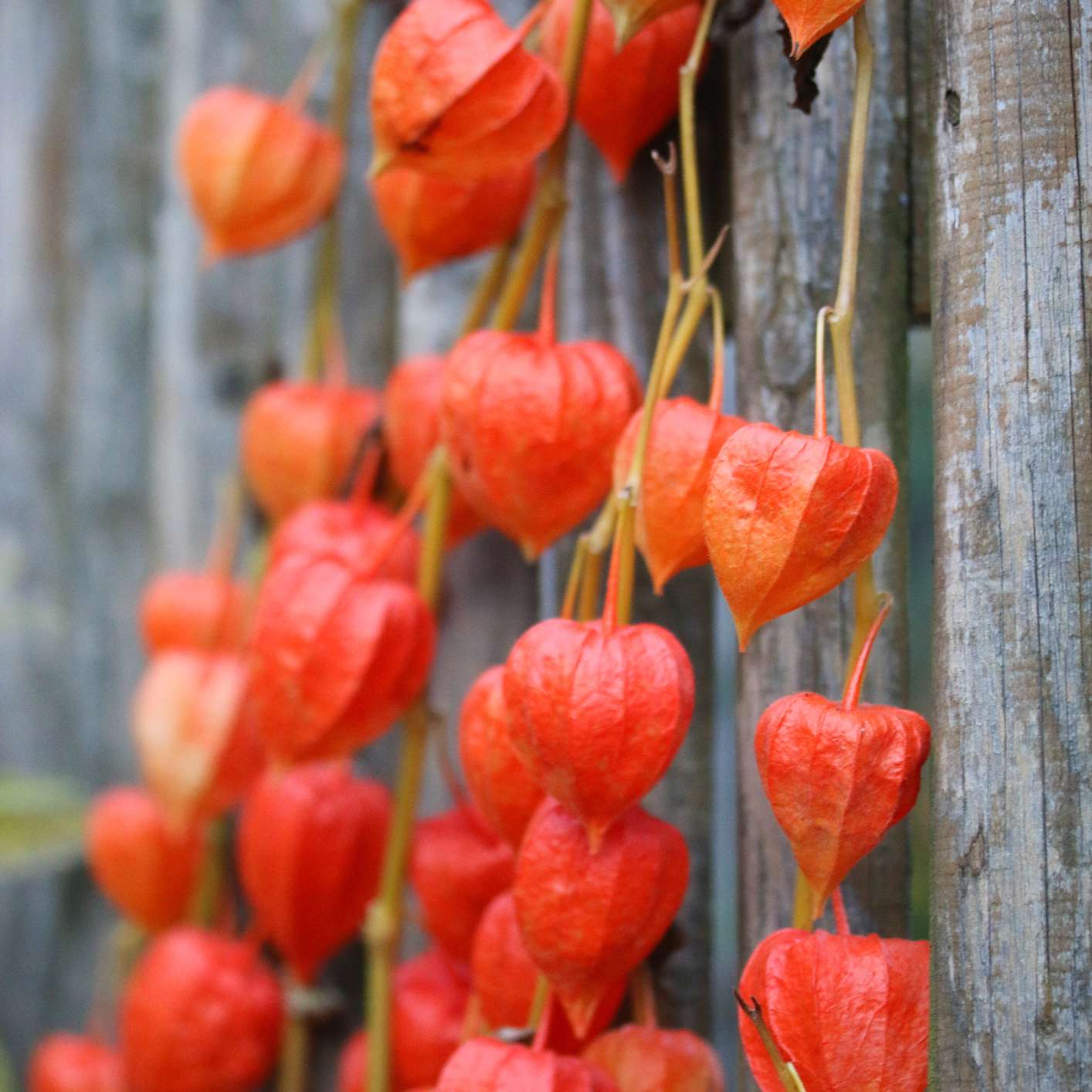 生长在黄色的明亮的橙色中国灯笼植物壳户外对木篱芭
