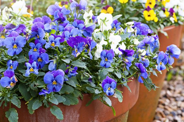 盆栽三色紫罗兰。