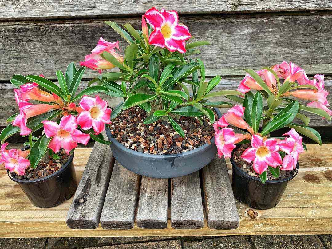 有桃红色花的三个盆的沙漠罗斯盆景植物反对木背景