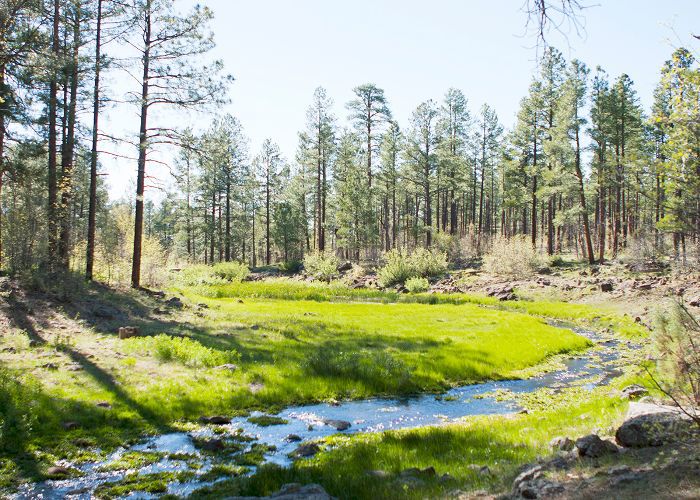 Pinetop的亚利桑那州