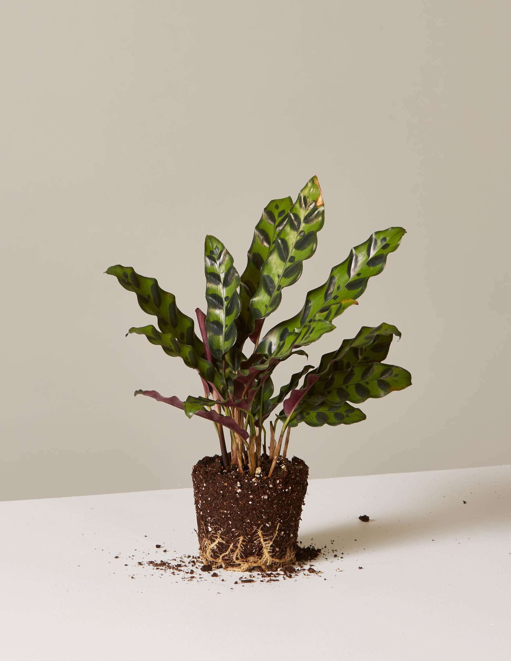 裸根竹芋响尾蛇植物