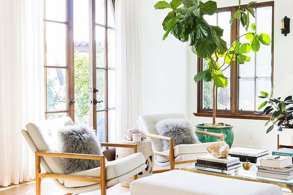 如何用大型植物装饰