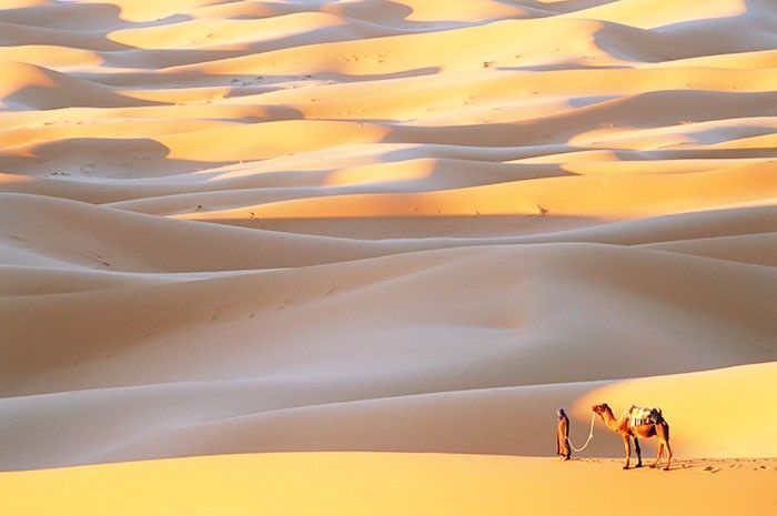 一个人及其在撒哈拉大沙漠的骆驼