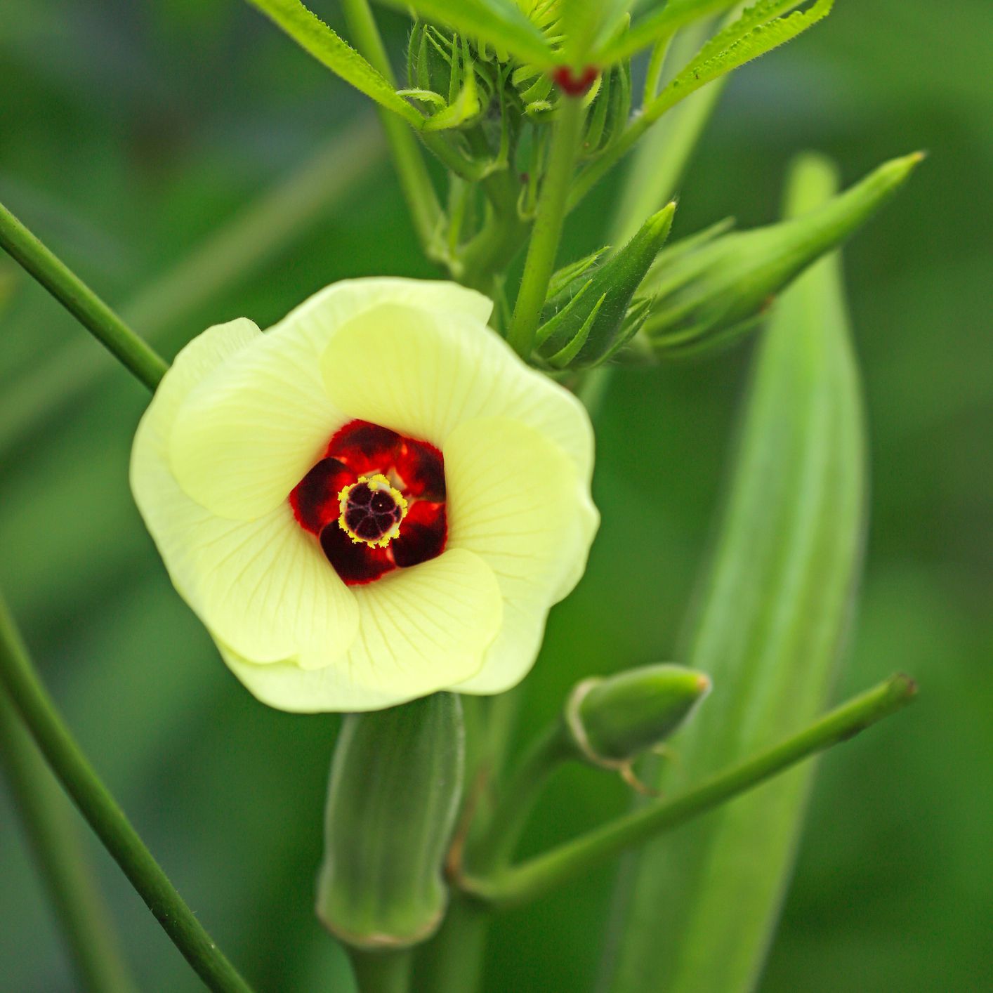 黄色和红色秋葵花与绿色词根，叶子和秋葵荚在庭院里