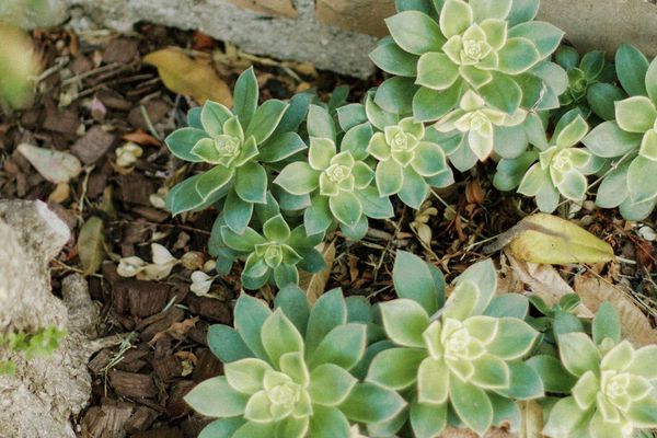 如何繁殖肉质植物