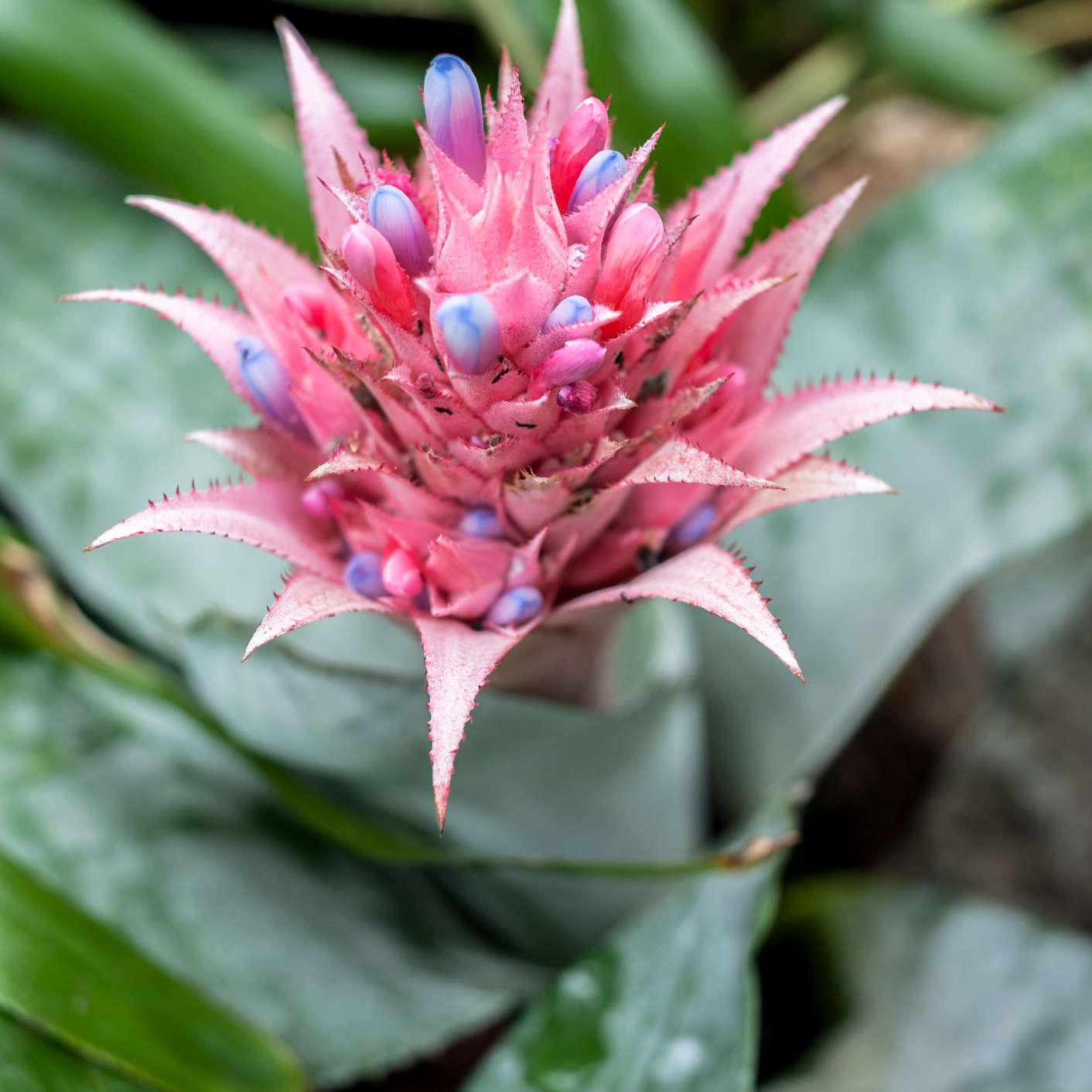 有绿色叶子的桃红色和紫色bromeliad植物